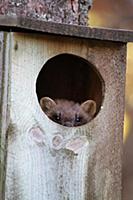 Pine Marten (Martes martes) adult female, looking 