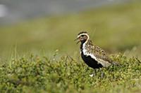 Eurasian Golden Plover (Pluvialis apricaria) adult