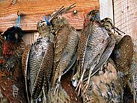 Eurasian Woodcock (Scolopax rusticola) and Common 