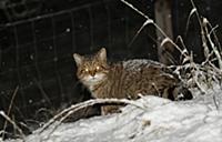 European Wild Cat (Felis silvestris grampia) Scott