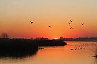 View of wetland habitat with ducks in flight at su