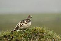 Rock Ptarmigan (Lagopus muta) adult male, breeding