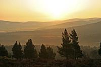 View over Scots Pine (Pinus sylvestris) forest hab