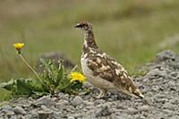 Rock Ptarmigan (Lagopus muta) adult male, transiti