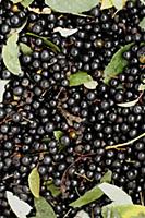 Bird Cherry (Prunus padus) fruit, collected for na