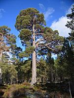 Scots Pine (Pinus sylvestris) 'Granny Pine' ancien