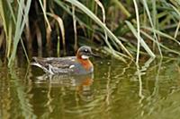 Red-necked Phalarope (Phalaropus lobatus) adult fe