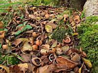 Wood Mouse (Apodemus sylvaticus) food cache of eat