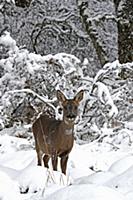 Western Roe Deer (Capreolus capreolus) doe, standi