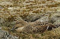 Common Eider (Somateria mollissima) adult female, 