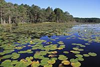 Freshwater loch with waterlilies, Loch Garten, Loc