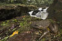 Goliath Frog (Conraua goliath) near river, endange
