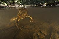 Goliath Frog (Conraua goliath) in river, endangere