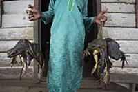 Goliath Frog (Conraua goliath) endangered species 