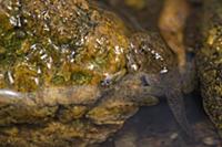Goliath Frog (Conraua goliath) froglet, endangered