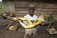 Goliath Frog (Conraua goliath)endangered species h