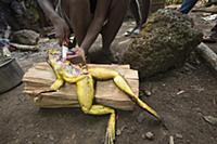 Goliath Frog (Conraua goliath) endangered species 