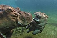 East African River Hippopotamus (Hippopotamus amph