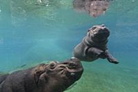 East African River Hippopotamus (Hippopotamus amph