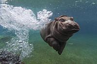 East African River Hippopotamus (Hippopotamus amph