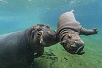 East African River Hippopotamus (Hippopotamus amph