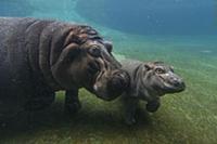 East African River Hippopotamus (Hippopotamus amph