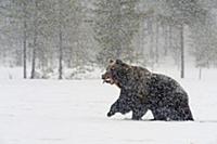 Снегопад,
Бурый медведь спешит в свою берлогу