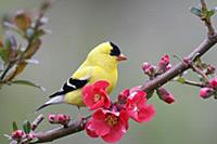 Американский щегол (Carduelis tristis) в племенном
