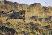 Леопард (Panthera pardus), грациозно скользит над 