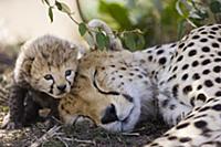 Гепард (Acinonyx jubatus). Мама и семидневный дете