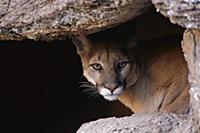 Горный лев (Puma concolor), выглядывающий из пещер