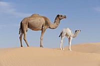 Одногорбые верблюды (Camelus dromedarius) мать и т
