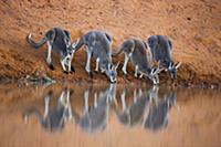 Большие рыжие кенгуру (Macropus rufus) на водопое.