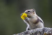 Золотистый суслик (Callospermophilus lateralis), п