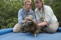 Pygmy Three-toed Sloth (Bradypus pygmaeus) biologi