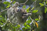 Pygmy Three-toed Sloth (Bradypus pygmaeus) mother 