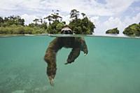 Pygmy Three-toed Sloth (Bradypus pygmaeus) swimmin