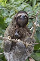 Pygmy Three-toed Sloth (Bradypus pygmaeus) mother 
