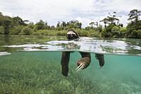 Pygmy Three-toed Sloth (Bradypus pygmaeus) swimmin
