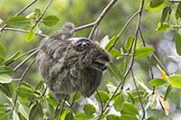Pygmy Three-toed Sloth (Bradypus pygmaeus) mother 
