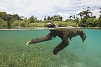 Pygmy Three-toed Sloth (Bradypus pygmaeus) swimmin
