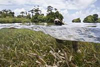 Pygmy Three-toed Sloth (Bradypus pygmaeus) swimmin
