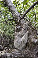 Pygmy Three-toed Sloth (Bradypus pygmaeus), Isla E