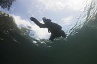 Pygmy Three-toed Sloth (Bradypus pygmaeus) swimmin