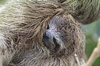 Pygmy Three-toed Sloth (Bradypus pygmaeus) mother 