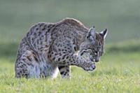 Bobcat (Lynx rufus) licking paw, Point Reyes Natio