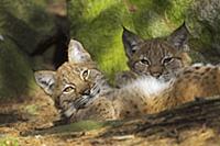 Евразийская рысь (Lynx lynx), отдыхает в прохладе 