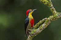 Желтолицый меланерпес (Melanerpes flavifrons) саме