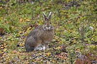 Американский беляк (Lepus americanus). Национальны
