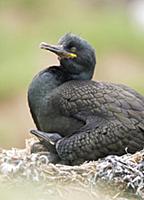 European Shag (Phalacrocorax aristotelis) parent a